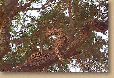 Leopards in tree. The MalaMala CyberDiary -  24 June 1998. Game drives, sightings of leopard, lion, impala, elephant, antelope, predators, birds. Africa's most popular wildlife destination in Mpumalanga, South Africa. A perfect place to be for adventure, game viewing, an exciting safari. Best accommodation and service. Luxury lodge, camp. Drives in open 4X4 vehicles. Harry's Camp, Kirkman's Kamp.